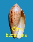 Oliva incrassata